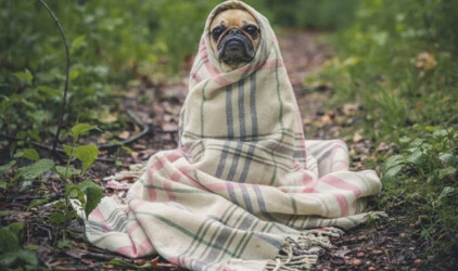 Purina жертвует более 350 000 порций кормов для домашних животных в период пандемии COVID-19 в России