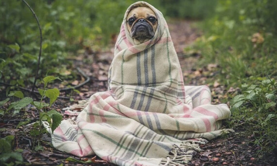 Purina жертвует более 350 000 порций кормов для домашних животных в период пандемии COVID-19 в России