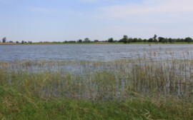 В тракты Волго-Ахтубинской поймы поданы 2,5 млн тонн воды