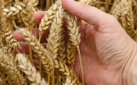 В Волгоградской области объем валовой продукции АПК превысил 251 млрд рублей