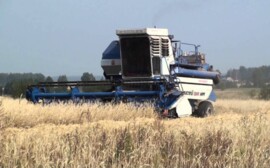 Волгоградские аграрии собрали уже 460 тысяч тонн зерна