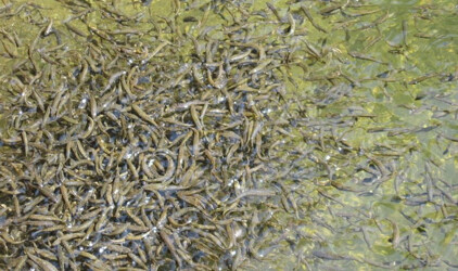 В Волгограде запустят производство бюджетных кормов для рыбы