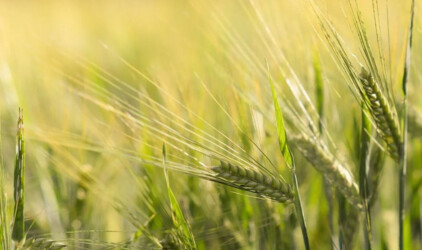 В Волгоградской области цены на продукцию растениеводства упали на 4,1%