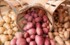 В России картофель опередил все социально значимые продукты по росту цен‍